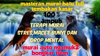 masteran murai batu isian full tembakan || terapi murai batu stres,drop mental dan macet bunyi