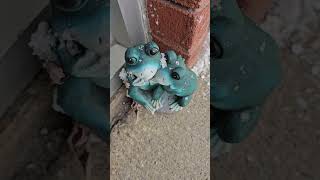 best pals on the rock