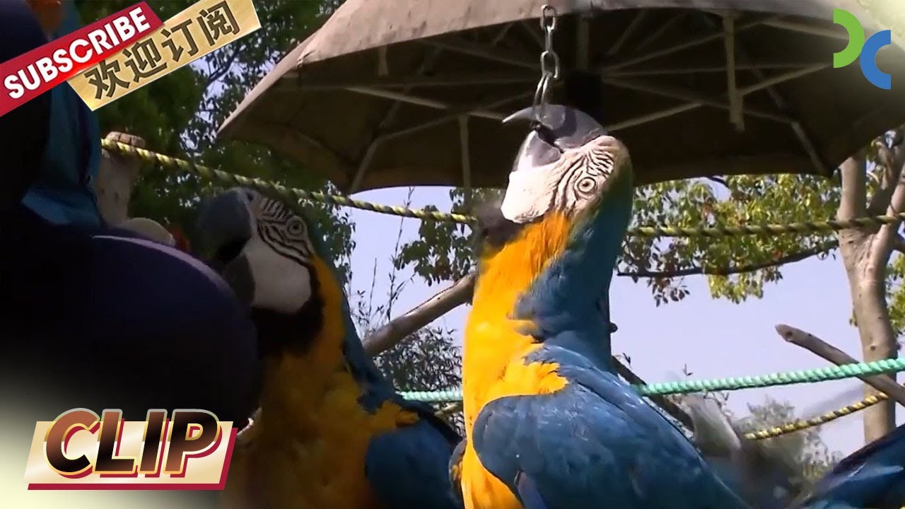 如何给游客科普讲解鹦鹉知识 饲养员耗费了许多精力《鹦鹉姐姐》【SMG纪实人文官方频道】