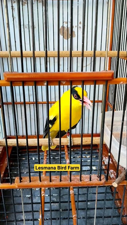 KEPODANG NYIUL SUARA KERAS #kepodangemas