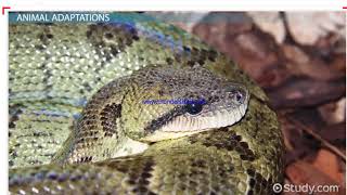 Tropical Rainforest Adaptations