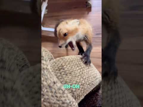 🍏🧠 #Applethefox is still a perfect angel, obviously. But, she makes up for being petite w/ ‘TUDE