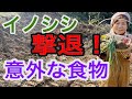 イノシシ撃退！イノシシが嫌いなもの