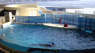 20130822【ドルフェリア(固定カメラノーカット)@新江ノ島水族館】