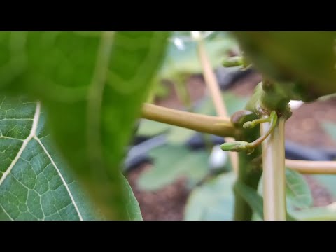 Papaya-Blütenknospen: Carica-Arten im direkten Vergleich