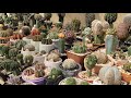 Eita vídeo lindo , CORRE e vem assistir 🫢💚🌵