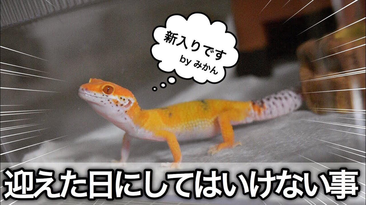 爬虫類を迎えた日に気をつけて欲しいこと