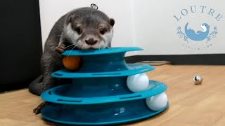 【カワウソ】ここあとおかゆと猫のおもちゃ　Otter　Cocoa＆Okayu Play with the Toy for Cats