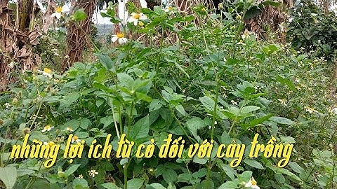 những lợi ích từ cỏ dại đối với cây trồng.