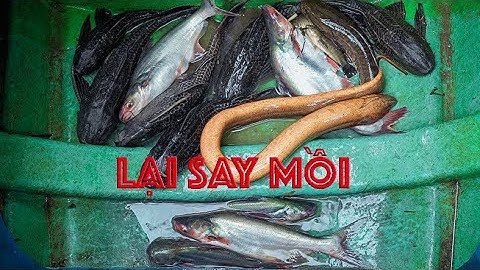 Cuộc sống săn bắt trên sông khi con nước rút 2024 - Tập 9 | Gấc Quê