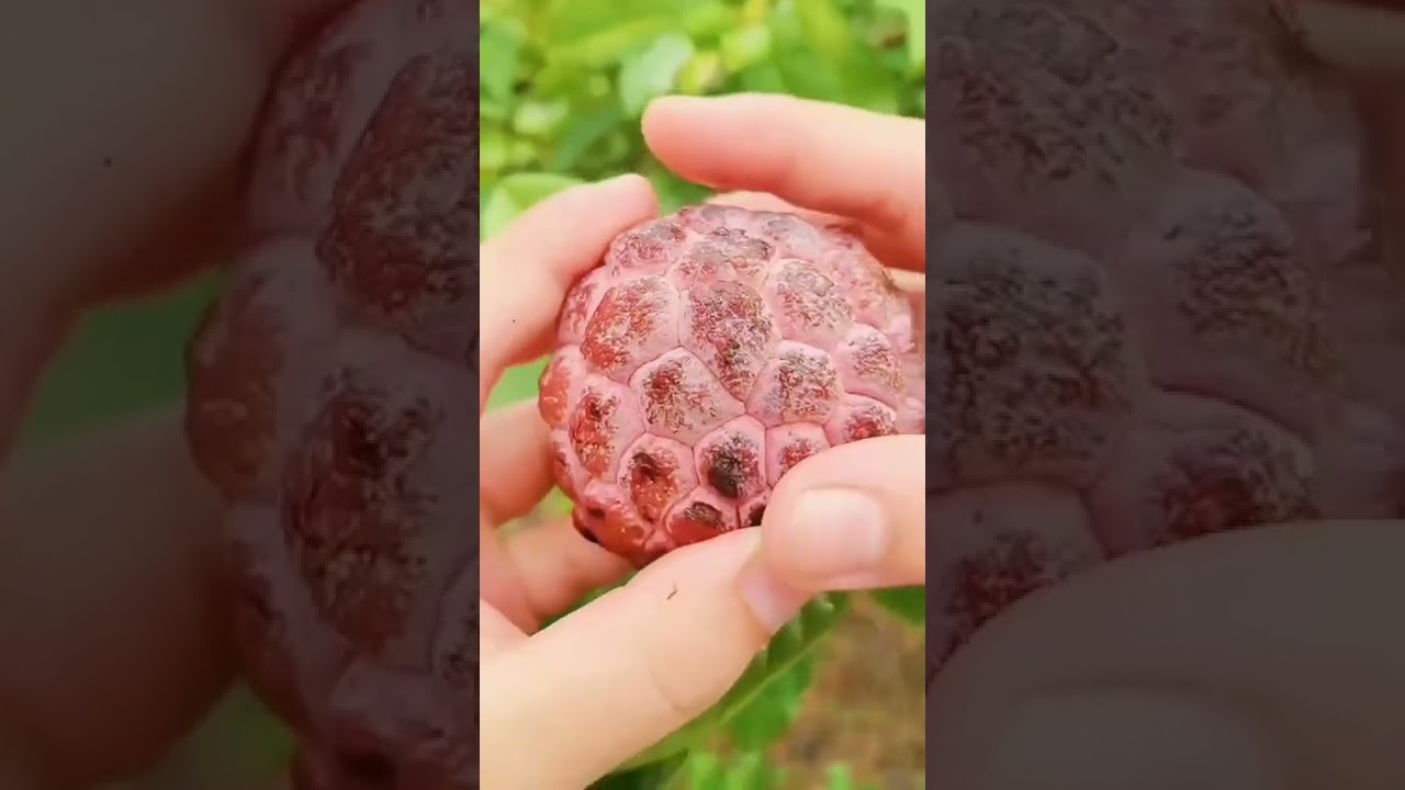 Red Custard apple
