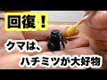 保護したクマが回復しました！