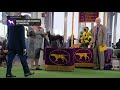 Manchester Terrier (Standard) | Breed Judging (2019) の動画、YouTube動画。