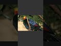Este pájaro africano tiene plumas púrpura imposibles