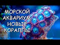 МОРСКОЙ АКВАРИУМ ЧЕРЕЗ 3 МЕСЯЦА. БОЛЬШИЕ ПЕРЕМЕНЫ И НОВЫЕ КОРАЛЛЫ