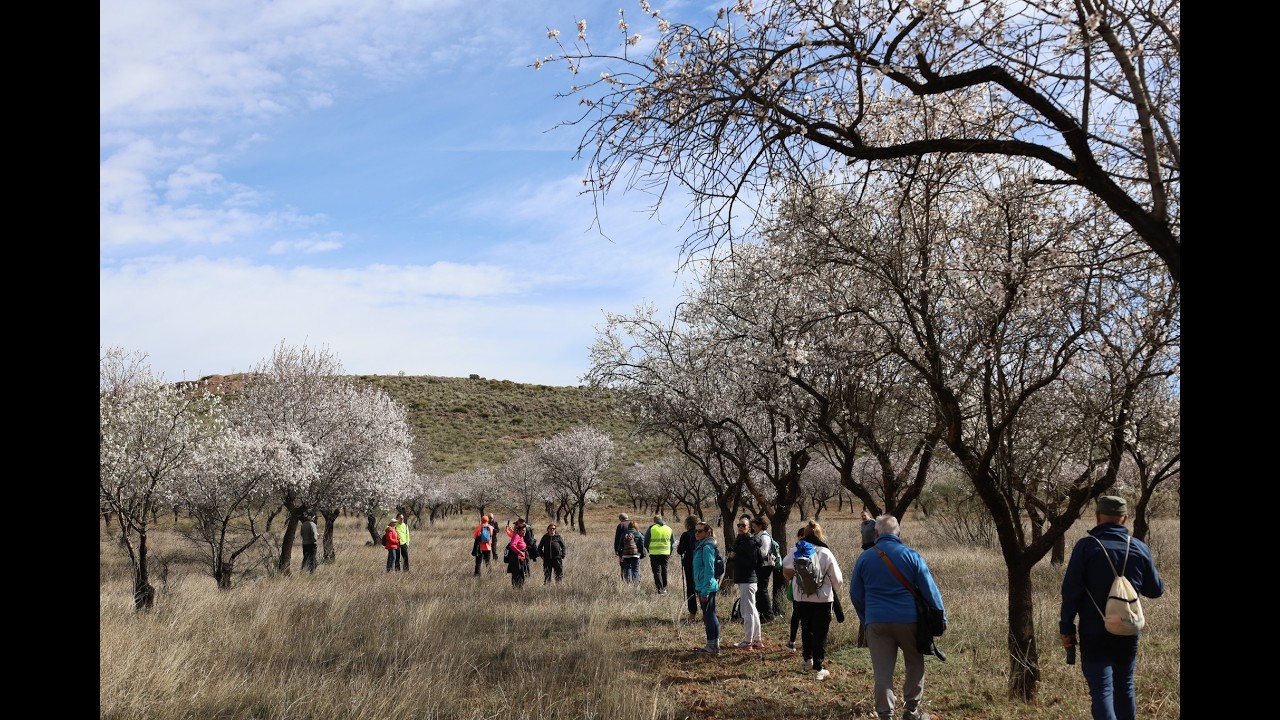 TURRILAS. RUTA ALMENDRO EN FLOR 2026