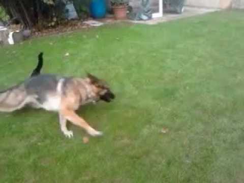 Un Chat Court Apres Un Chien Insolite Youtube