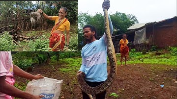 indian rock python rescue and release  ( भारतीय  आजगर) #snake #snakerescue #snakevideo #snakes