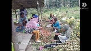 Lagu Terima Kasih Petani ost TVRI 1990 ( KWT KASIH IBU )