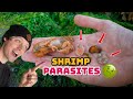 Shrimp Parasite Removal ASMR | Shrimp Gets Attacked &amp; I Get Pinched!