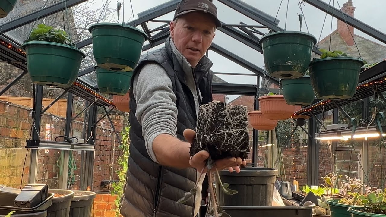 When and How to Grow Early Potatoes ~ for a year round harvest