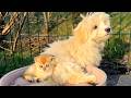 A baby kitten is trying to warm up in the fur of big dog who has become his nanny