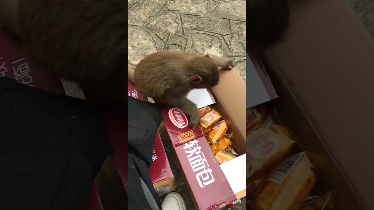 沒經驗的猴子逗樂眾人 笑翻全場🤣