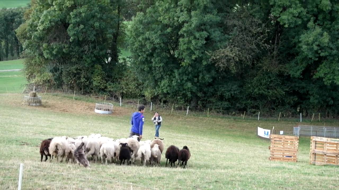 Villars-Burquin FCI Trad Style herding, Class 3, Steve Jaunin and Gayak (En chien en blanc.)