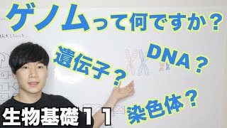 【生物基礎11】ゲノムと遺伝子とDNAの関係性について