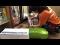 チワワの”こむぎくん”と首輪をつける練習！