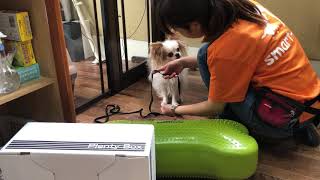 チワワの”こむぎくん”と首輪をつける練習！