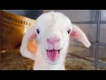 BABY Lamb's First BAAA!! 😍 FUNNIEST Farm Animals