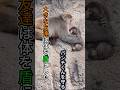 PUNCH MONKEY パンチ君 今は守ってくれる友だちができました【感動】 #パンチ君 #punch #monkey #cute #動物