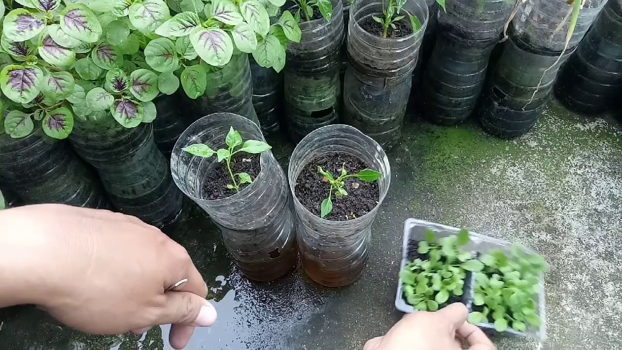 Waktu Untuk Pindah Tanam Benih Sawi Hidroponik - cara merawat hidroponik