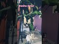 Bramha Kamal ବ୍ରହ୍ମକମଳ in my home, #flowers , #shorts, #Jay Jagannath kahi, #odia, #bhajan #viral