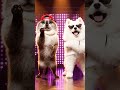 Dazzling Choreography! Star Performer Pets dog and cat dance #cat #entertaininganimals #dancingdog