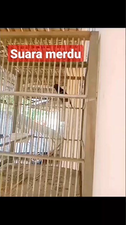 SUARA MERDU BURUNG KOLIBRI NINJA/KONIN