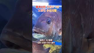 후쿠시마 오염수 1년.. 노량진 수산시장 모습