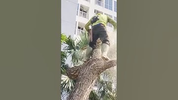 big Woodcutter skills technique #shortvideo #treecutting #chainsaw