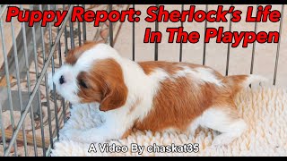 Puppy Report: Sherlock's Life In The Playpen