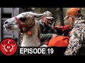 Backcountry Elk Hunting with Llamas! (Destination Elk V3 - Episode 19)