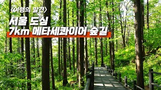 재방문 88%! 서울 한복판 무장애 숲길 트레킹 - 노약자, 어린이, 임산부 환영!!