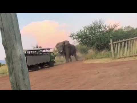 An elephant trying to overturn a safari truck