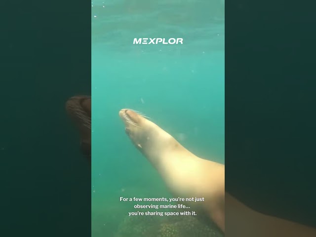 In the Sea of Cortez, these curious animals move with speed, confidence, and personality. One moment they are circling a