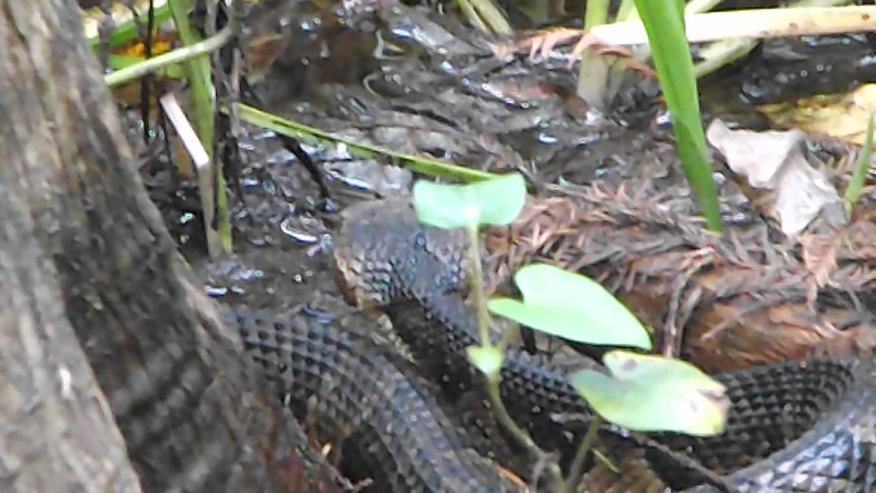 hunting cottonmouth YouTube
