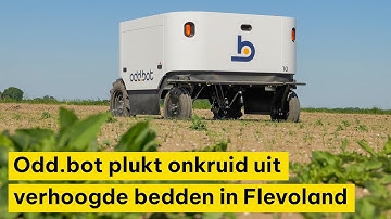 Odd.bot plukt onkruid uit verhoogde bedden in Flevoland