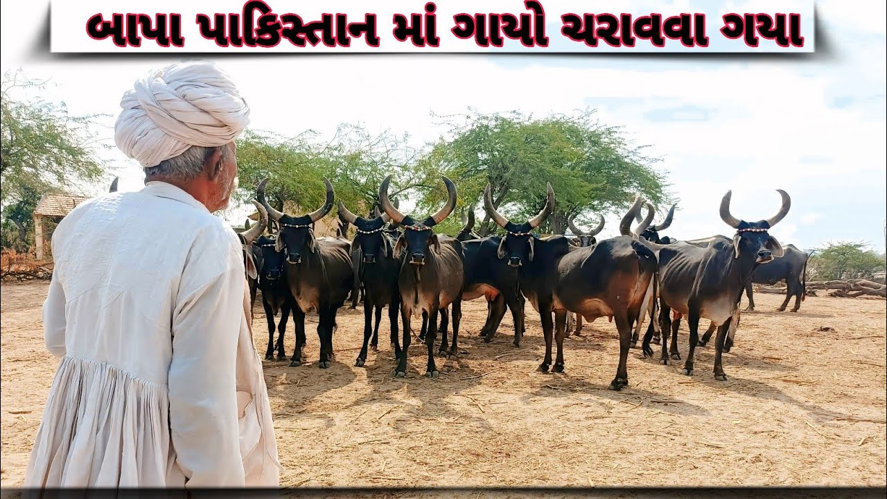 છગન બાપા ની જૂની નસલ વાળી ગાયો પારકર ના આખલા ની