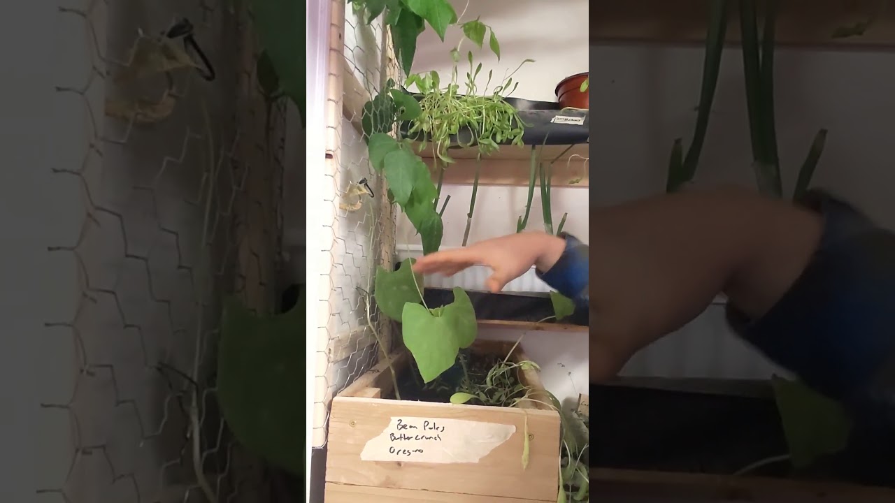 Can You Grow Green Beans Indoors? YouTube