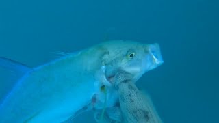 Spearfishing Under the wharf Sabu Raijua NTT 🇲🇨 🇲🇨 !! Panah Ikan Sabu Raijua NTT 🇲🇨 🇲🇨