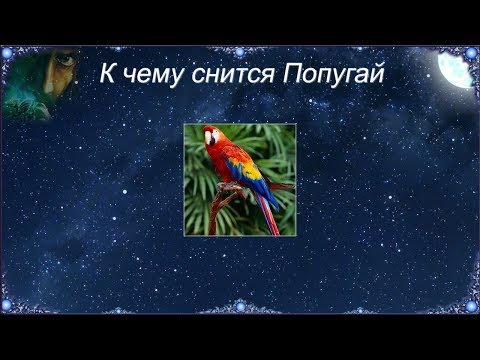 К чему снится Попугай (Сонник)